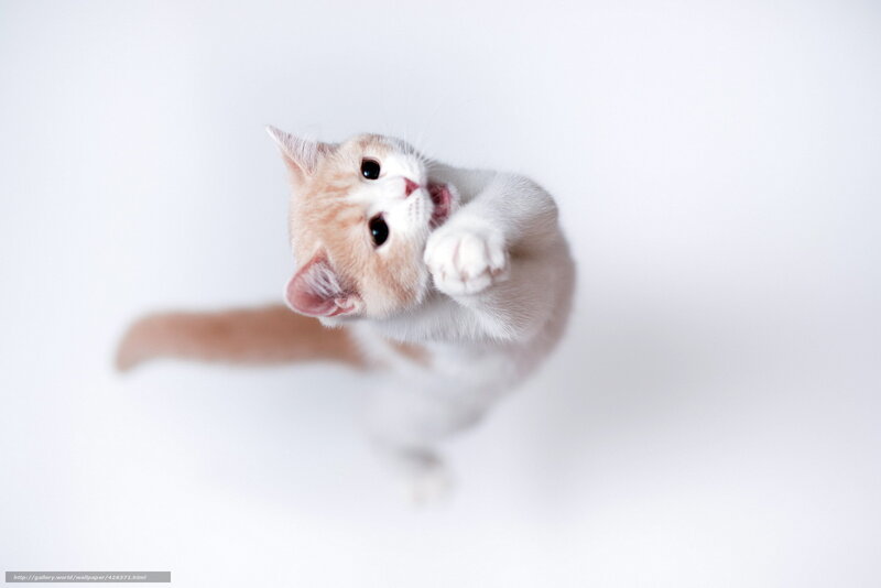 Orange and White Kitten — Playful, Photograph, Paws, Tail, White Background
