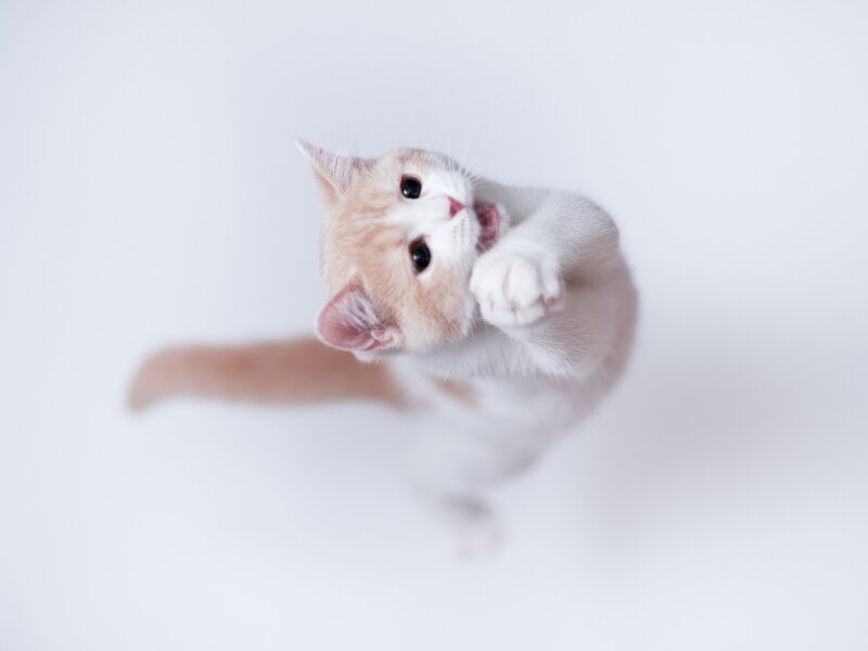 Orange and White Kitten — Playful, Photograph, Paws