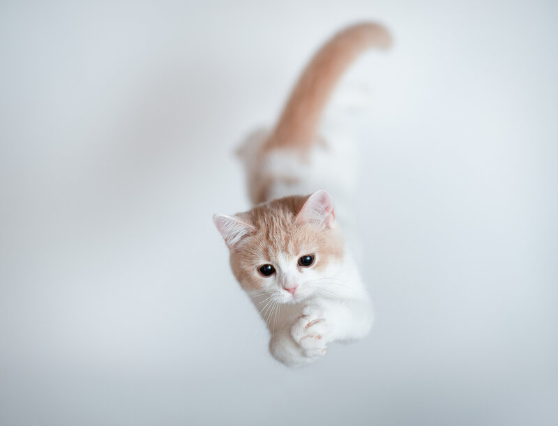Orange and White Kitten — Playful, Photograph, Tail