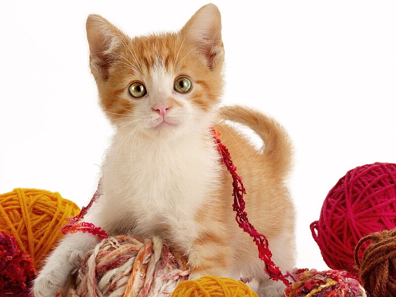 Orange and White Kitten — Playful, Photograph