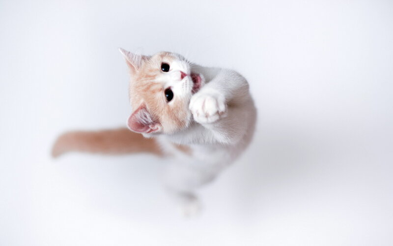 Orange and White Kitten — Playful, Photograph, White Background
