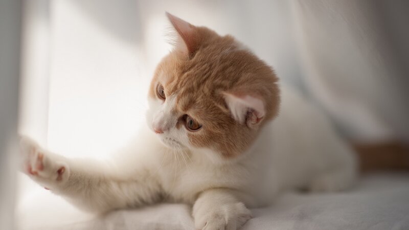 orange and white kitten playing