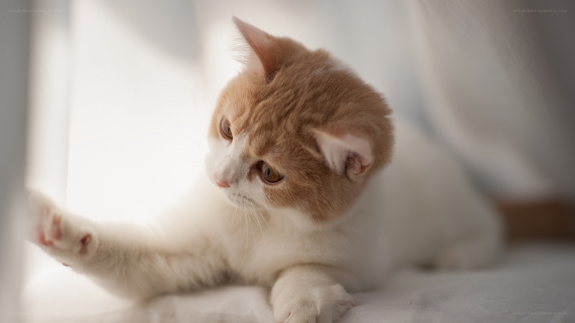 orange and white kitten playing