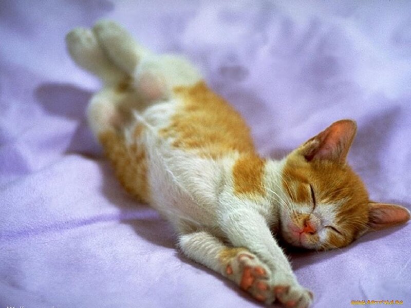 Orange and White Kitten — Purple
