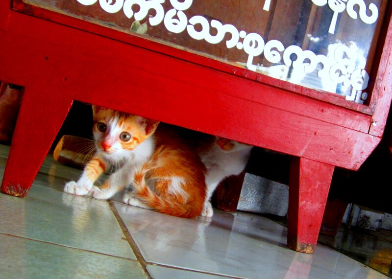 Orange and White Kitten — Red, Curious