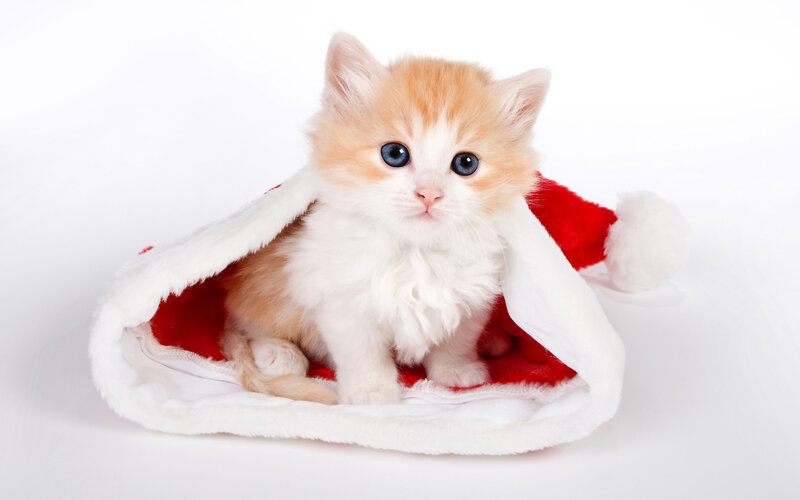 Orange and White Kitten — Red, Innocent