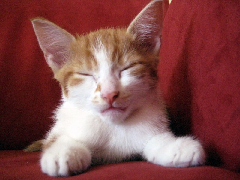 Orange and White Kitten — Red, Peaceful