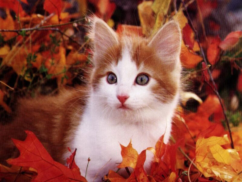 Orange and White Kitten — Red