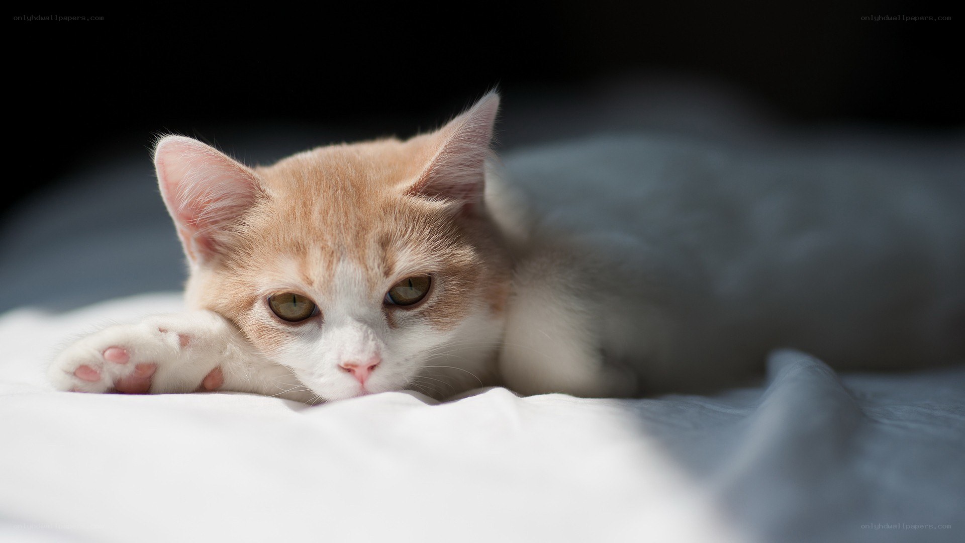 orange and white kitten resting