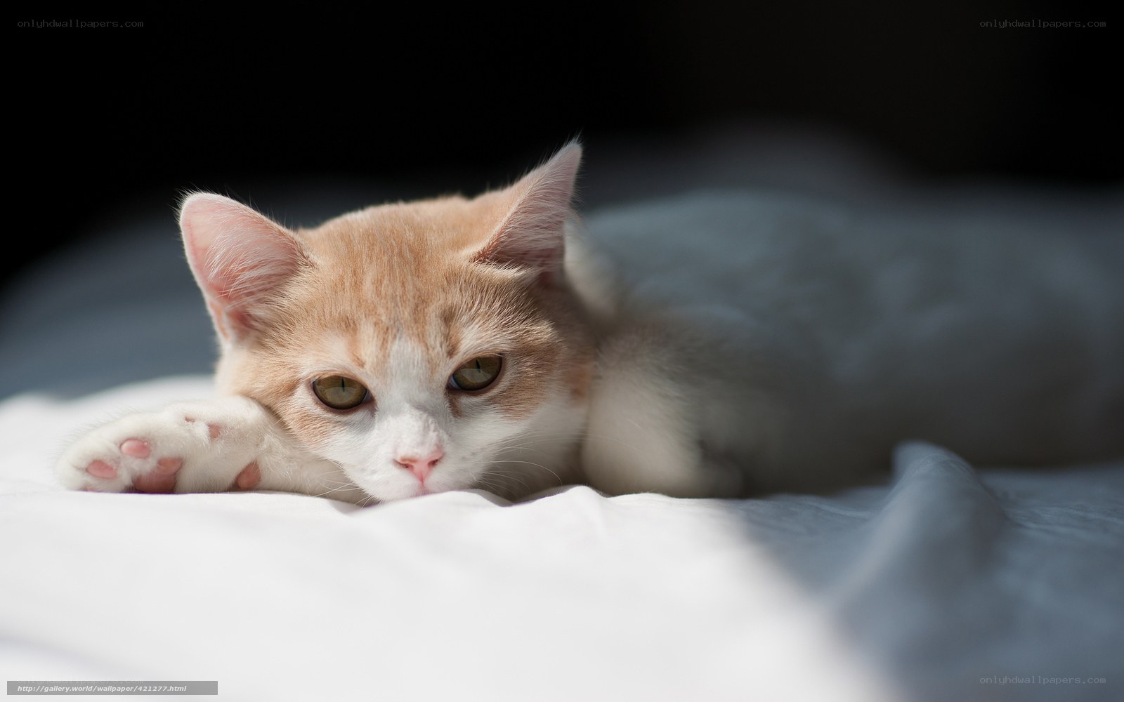 Orange and white kitten resting