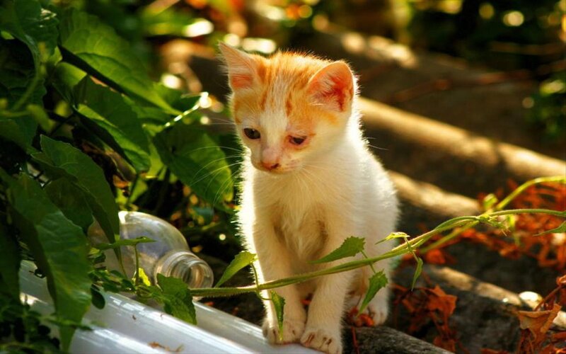 Orange and White Kitten — Serene, Afternoon