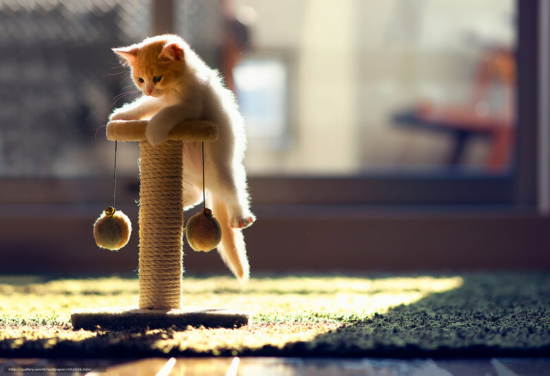 Orange and White Kitten — Serene, Morning