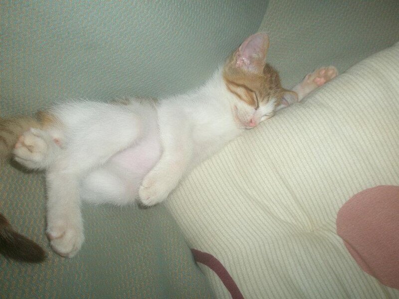 Orange and White Kitten — Sleepy
