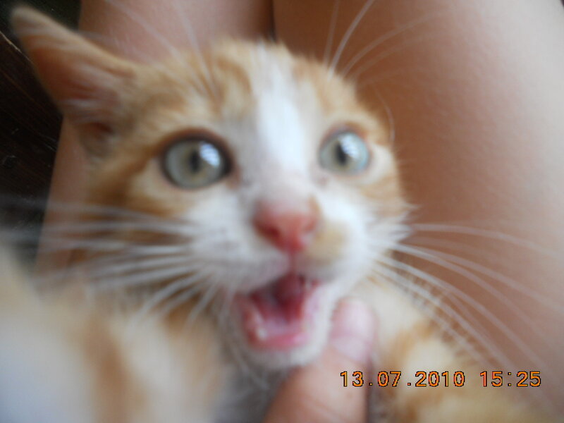 Orange and White Kitten — Surprised