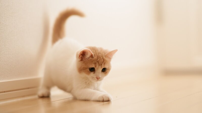Orange-and-white Kitten — White, Calm, Morning