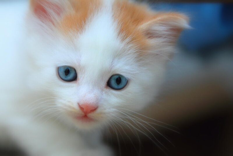 Orange-and-white Kitten — White, Calm, Photograph