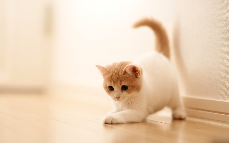Orange-and-white Kitten — White, Calm