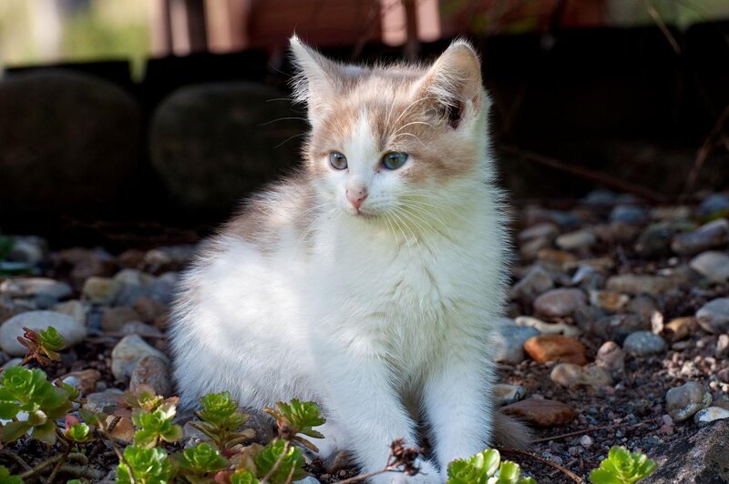 Orange-and-white Kitten — White