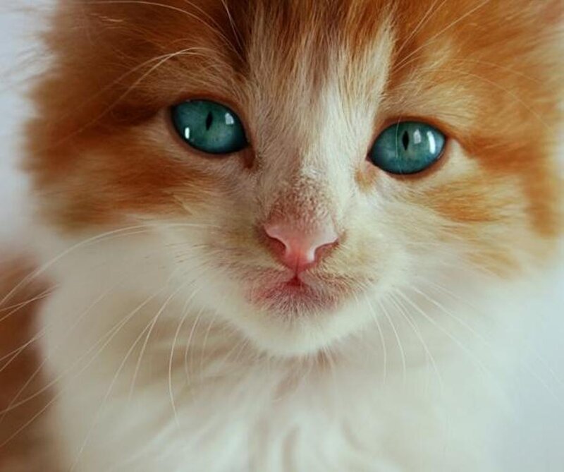 orange and white kitten with blue eyes