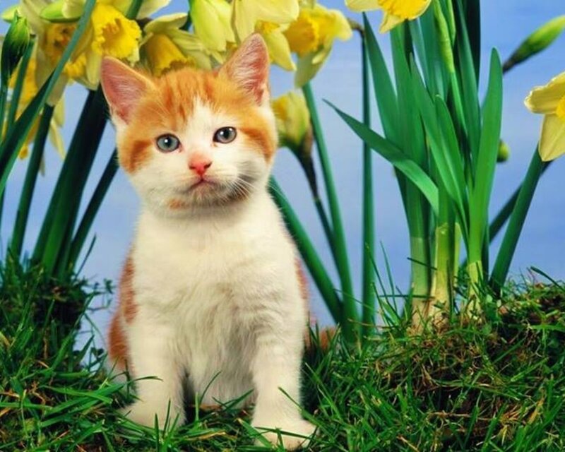 Orange and White Kitten — Yellow, Calm