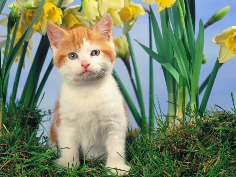 Orange and White Kitten — Yellow, Serene, Spring