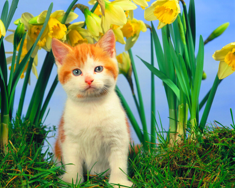 Orange and White Kitten — Yellow, Serene