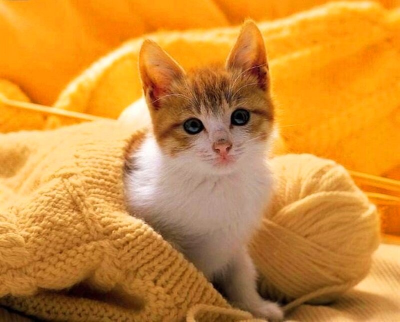 Orange and White Kitten — Yellow