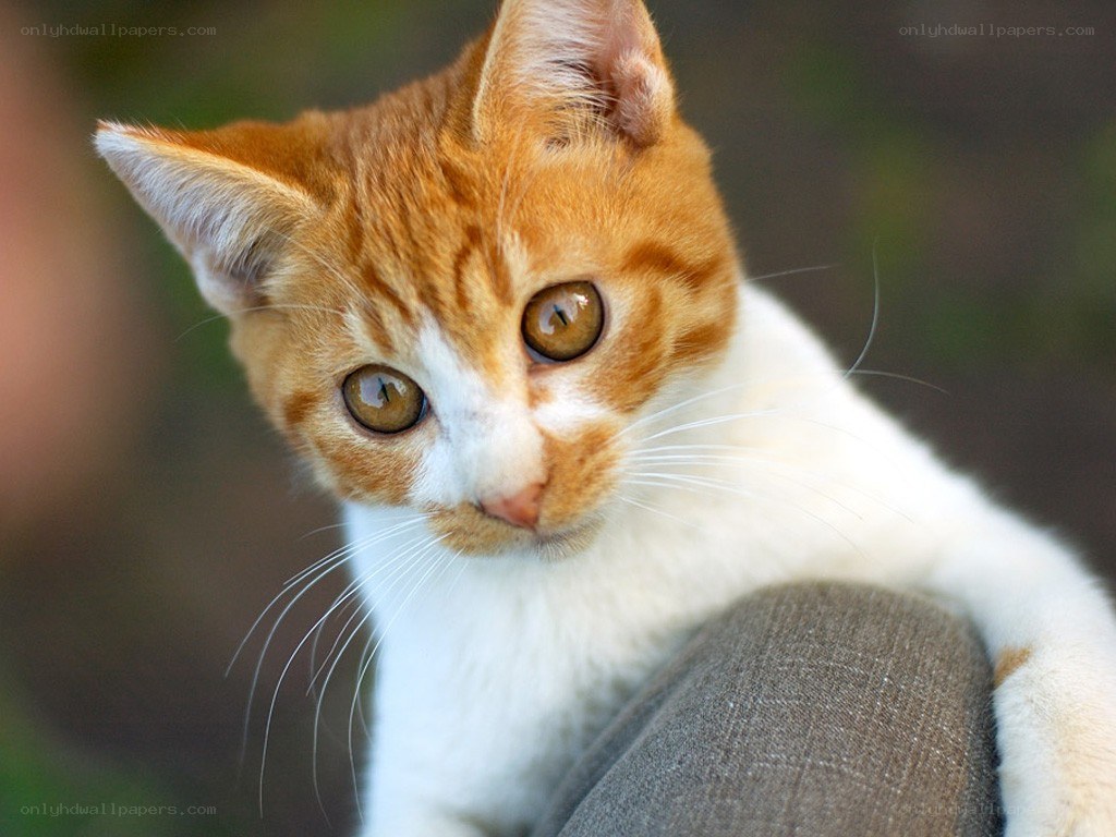 orange and white kitten