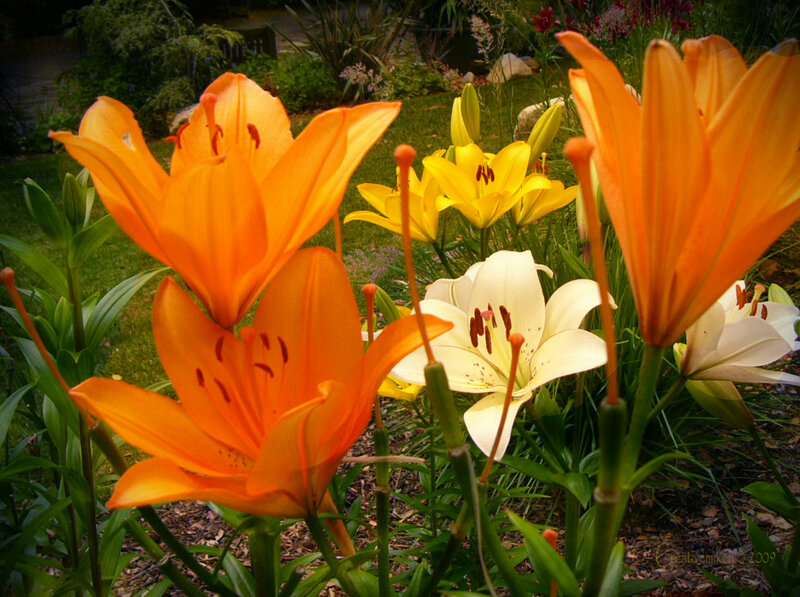 Orange and White Lilies — Serene