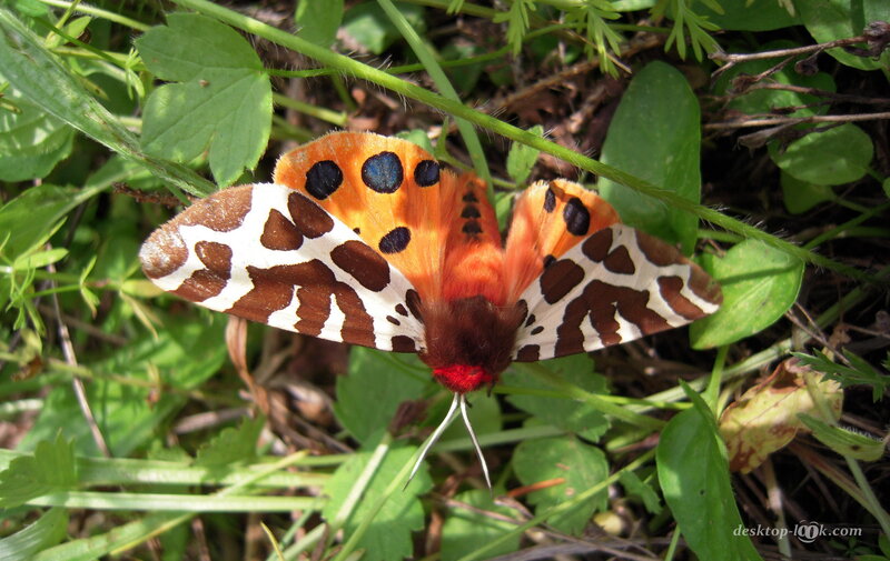 Orange and White Moth