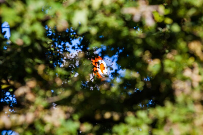 Orange and White Object