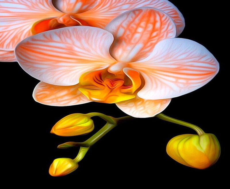 Orange and White Orchid — Dramatic, Digital Art