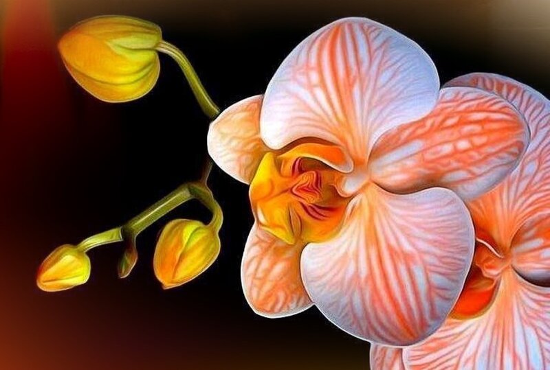 Orange and White Orchid — Dramatic