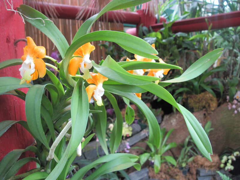 Orange and White Orchid