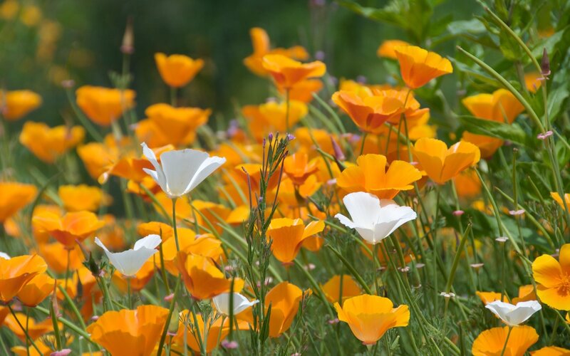 Orange and white poppies in a field
