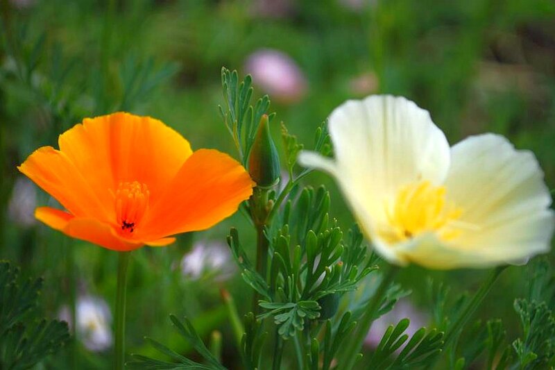 Orange and White Poppies