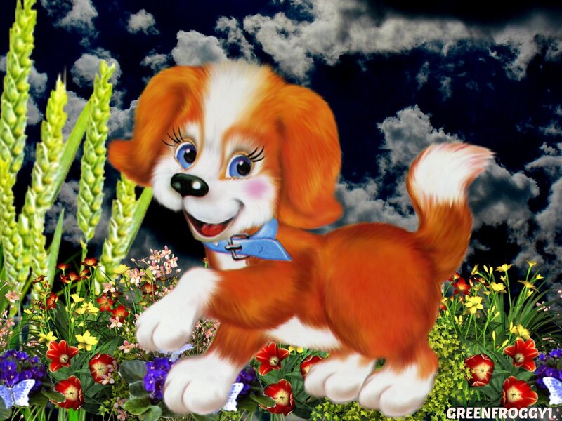 Orange and White Puppy