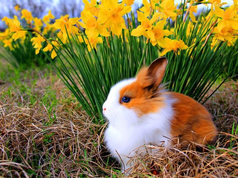 Orange and White Rabbit
