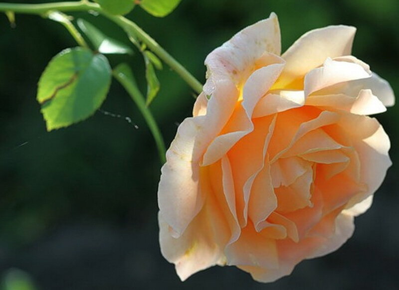 orange and white rose flower