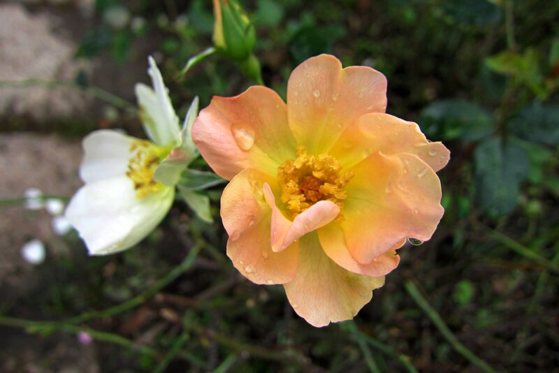 Orange and White Rose — Serene, Morning