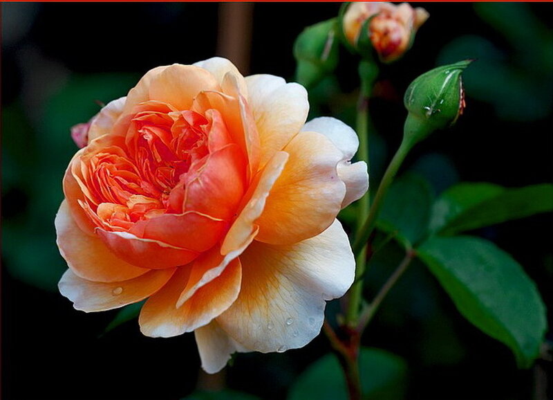Orange and White Rose — Serene