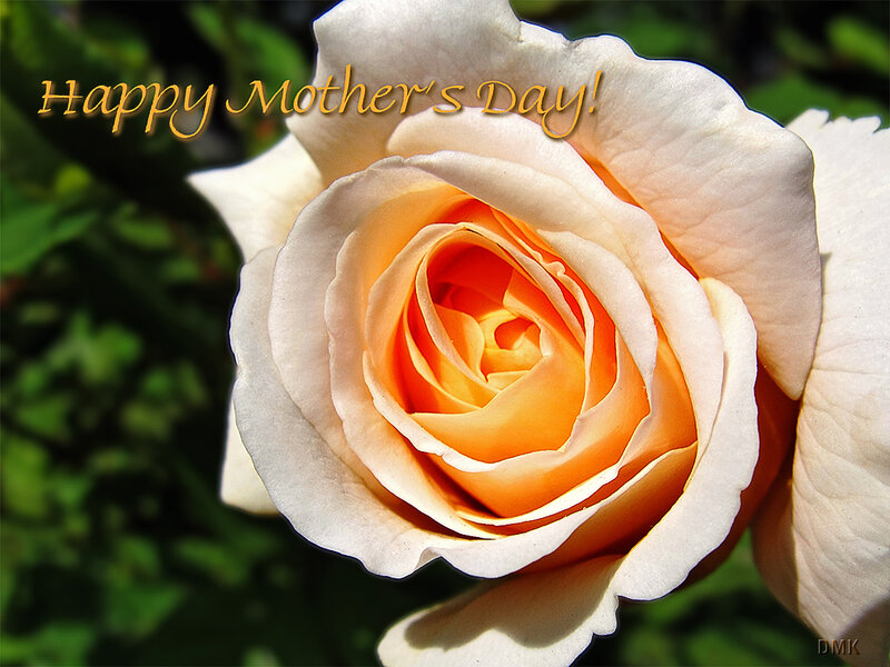 Orange and White Rose