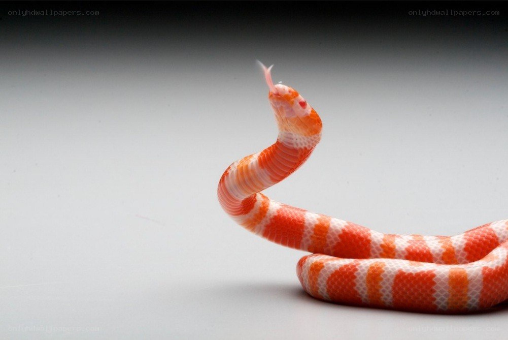 orange and white snake coiled
