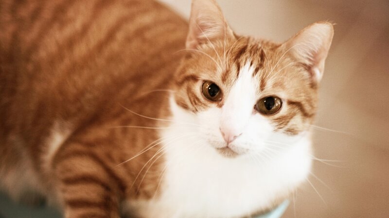 Orange and White Tabby Cat