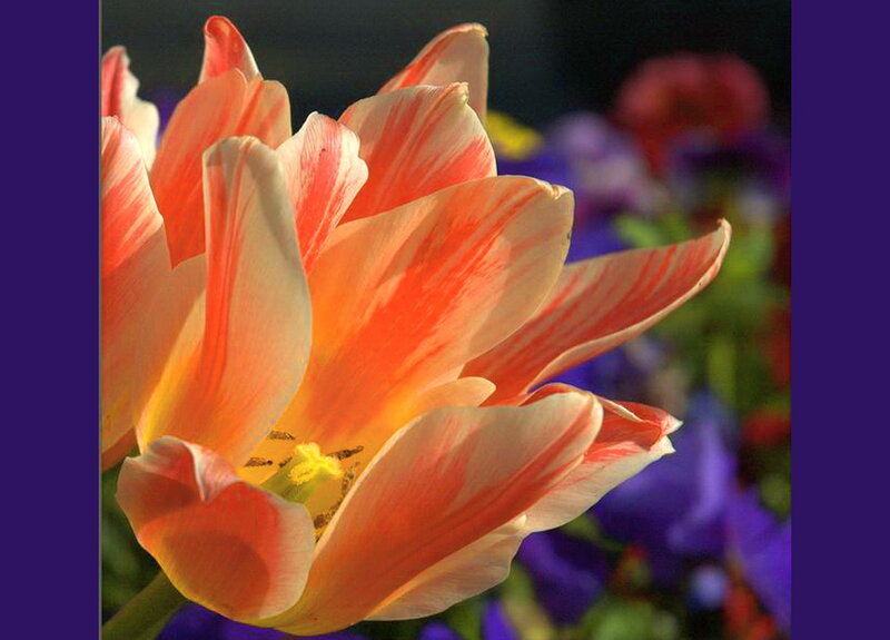 Orange and White Tulip