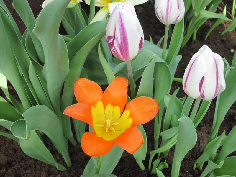 Orange and White Tulips