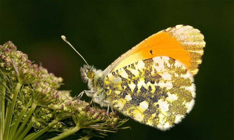 Orange and Yellow Butterfly