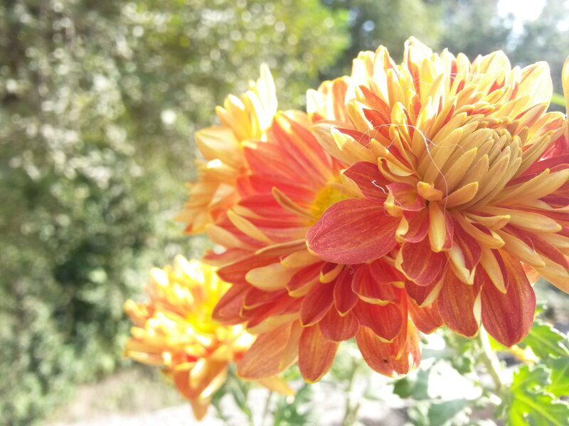 Orange and Yellow Chrysanthemum — Serene
