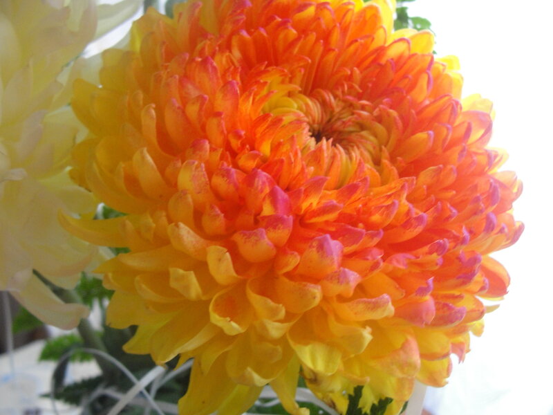 Orange and Yellow Chrysanthemum