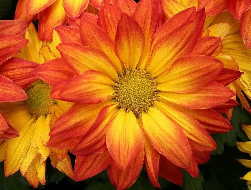 Orange and Yellow Chrysanthemum — Vibrant